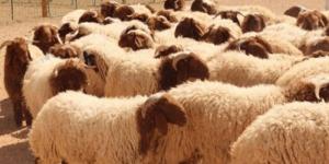 أسعار علّوش العيد خيالية...المواطن «يقاطع» شراء الأضاحي