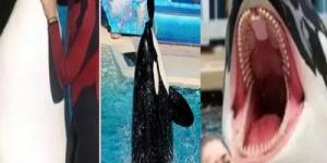 عمرو الليثي: الذكاء الاصطناعى قادر على إنتاج أخبار وهمية