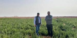 الحكومة: الدولة تتحمل 70 مليار جنيه لتوفير الأسمدة للمزارعين بأسعار مناسبة