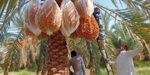 جهود مصرية لتحسين جودة التمور وفق معايير عالمية