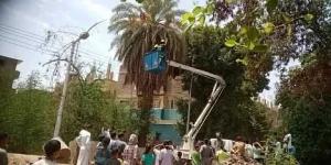 قرد يثير الذعر في قرية الديمقراط بأرمنت.. والحماية المدنية تكثف محاولاتها للإمساك به