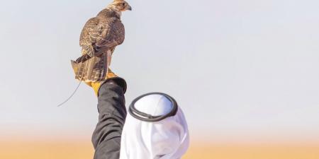 «عام الحرف».. يحلّق بالصقّارين