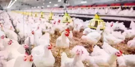 أسعار الدواجن اليوم الجمعة.. الفراخ وصلت لكام