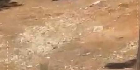 بالفيديو ..  اعتداء على الأشجار في منتزه عمان القومي