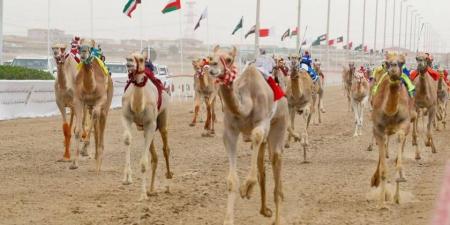 المهرجان الختامي لسباقات الهجن العربية الأصيلة ينطلق الأربعاء