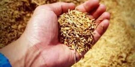 تثبيت سعر طن الشعير لمربي الثروة الحيوانية عدا الأغنام عند 240 ديناراً