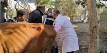الزراعة تواصل رعاية تناسليات الماشية