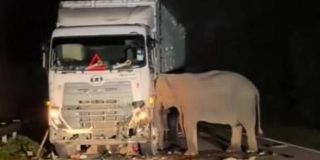 فيديو يبكي القلوب.. فيلة تنعى صغيرها بعد موته دهساً تحت شاحنة
