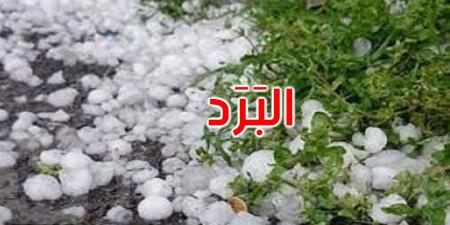 القصرين: البَرَد يلحق أضرارا متفاوتة بالزراعات الكبرى والزياتين والأشجار المثمرة