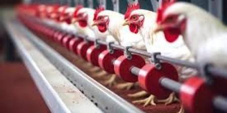 اليابان تغلق أبوابها أمام دواجن البرازيل بعد تفشٍ خطير لإنفلونزا الطيور