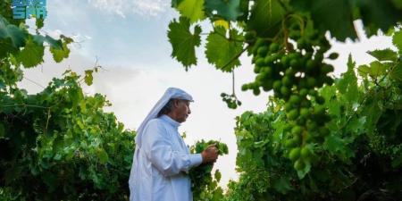 مزارعو عسير يستعدون لحصاد العنب