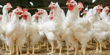 بيان مجلس الوزراء المصري حول وجود فيروسات أو متحورات وبائية بين الدواجن