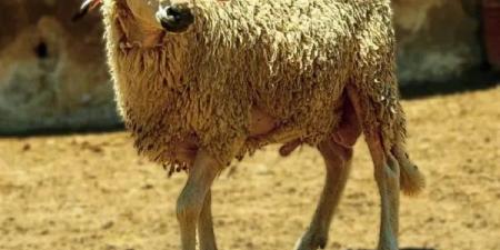 نصائح هامة لشراء أضحية العيد بأمان