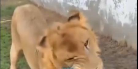 العامل المصري: لم أخف من الأسد وما حدث دعابة.. صاحب المزرعة الليبي: تحيا مصر