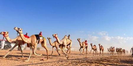 انطلاق «السباق التمهيدي» الأول للهجن في مصر
