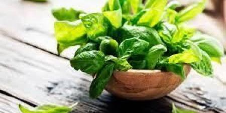 الريحان كنز صحي وغذائي