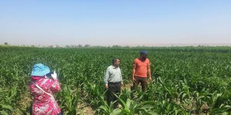 محافظ أسيوط: متابعة مستمرة لحقول الذرة الرفيعة