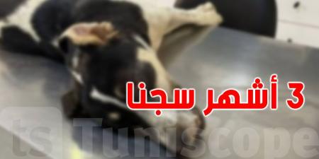 عاجل: حكم تاريخي... 3 أشهر سجنا لقاتل الكلب في سوسة