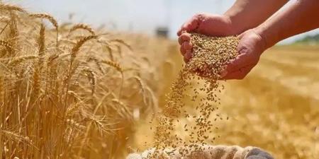 هنغاريا ترفض استئناف استيراد الحبوب الأوكرانية