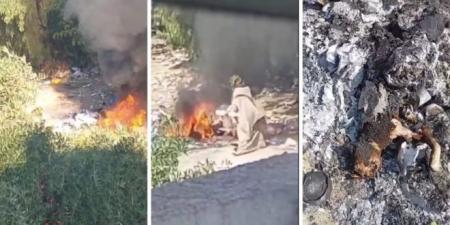 عاجل/ تم توثيق جريمتها بالفيديو: الاطاحة بامرأة تحرق القطط