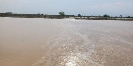 حضرموت.. وفاة مواطن جراء السيول والأمطار ونفوق 160 رأسا من المواشي