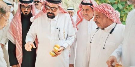 من المزرعة إلى الصناعة.. جولة ميدانية تفتح آفاقًا جديدة أمام اللوز القطيفي
