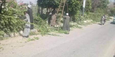 الأقصر.. إسنا تتجمل بحملات تشجير موسعة بالميادين والشوارع