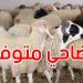 رئيس اتحاد الفلاحة: أضاحي العيد متوفرة وهكذا ستكون أسعارها..