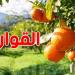 تطور كبير في صادرات القوارص التونسية