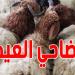 عاجل: الأمن المغربي يداهم المنازل ويصادر أضاحي العيد