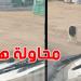 بالفيديو: لقطة طريفة لخروف هارب على التيك توك