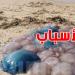 ''الحريقة'' تغزو الشواطئ التونسية مبكرًا: هل باتت السباحة في خطر؟