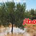 القصرين تعيش أجواء ممطرة مساء اليوم