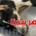 عاجل: حكم تاريخي... 3 أشهر سجنا لقاتل الكلب في سوسة