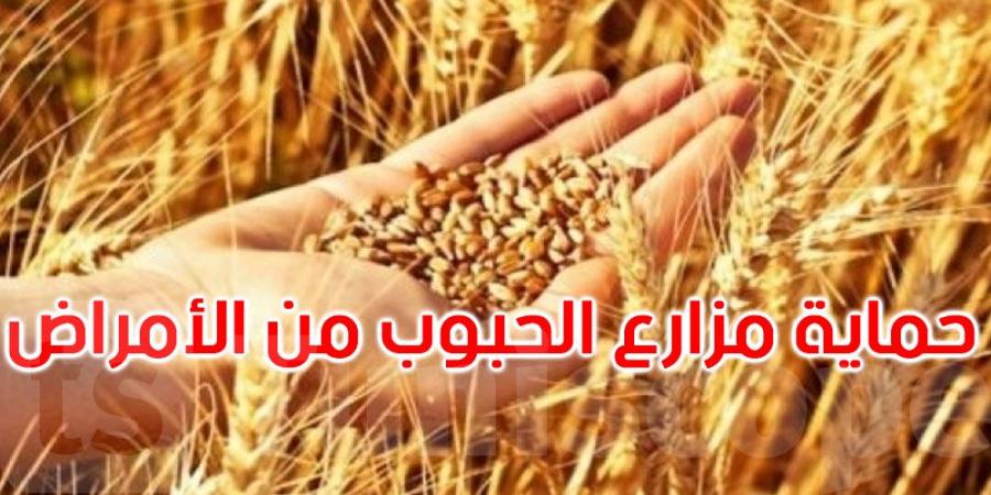 عاجل: لحماية مزارع الحبوب من الأمراض الفطريّة... وزارة الفلاحة تصدر هذا البلاغ