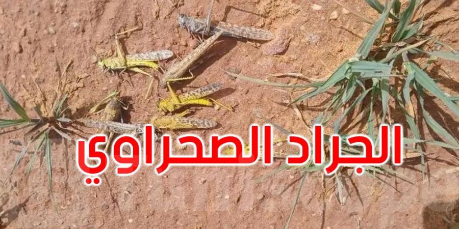 ليبيا: أسراب الجراد الصحراوي تنذر بكارثة في مدن الجنوب