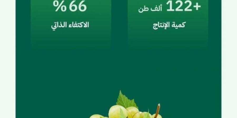 وفرة في إنتاج العنب المحلي تتجاوز (122) ألف طن سنويًا واكتفاء ذاتي يصل إلى (66%)