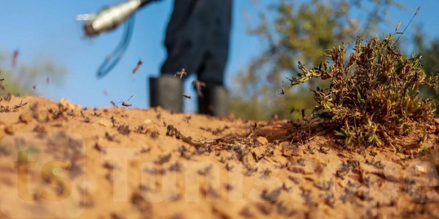 تطاوين: تعزيز وسائل مقاومة الجراد الصحراوي في ذهيبة بالرش الجوي عبر الطائرة