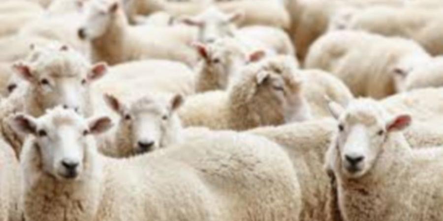 صفاقس : وبدأ تجوال قطعان الخرفان في طرقات المدينة