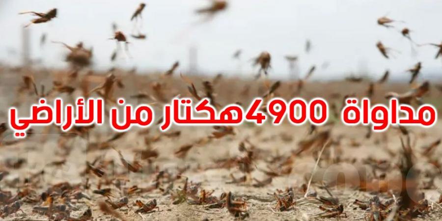 وزير الفلاحة يُحذّر: الجراد الصحراوي يهدّد الأمن الغذائي لأكثر من 60 دولة
