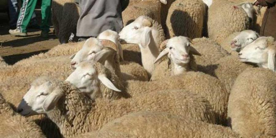 هذه أسعار أضاحي العيد بهذه الولاية..