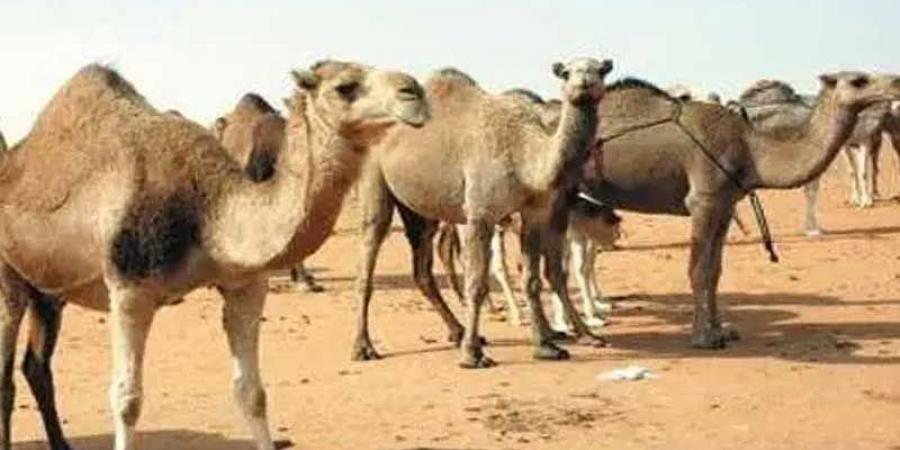 فلاحتنا: إجراءات جديدة لحماية الابل ومنظومة اللحوم الحمراء