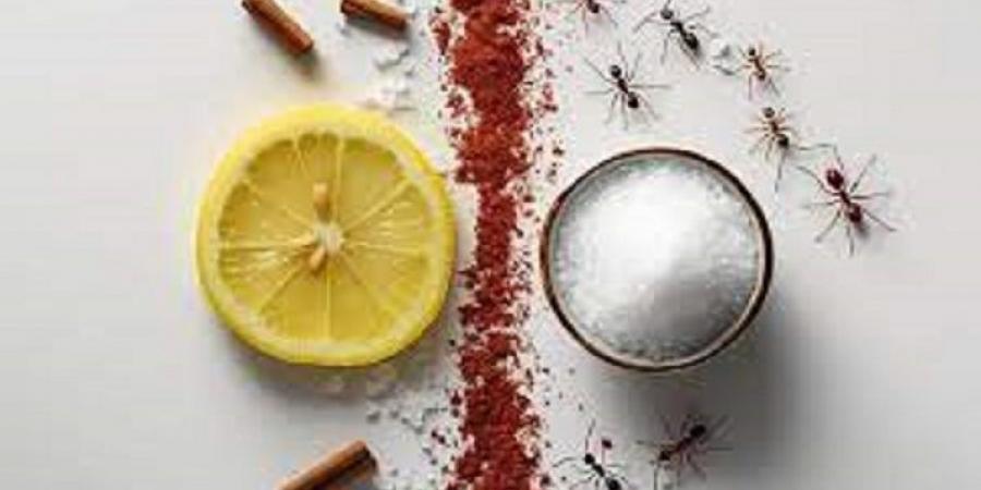 طرق طبيعية فعالة للتخلص من النمل في المنزل