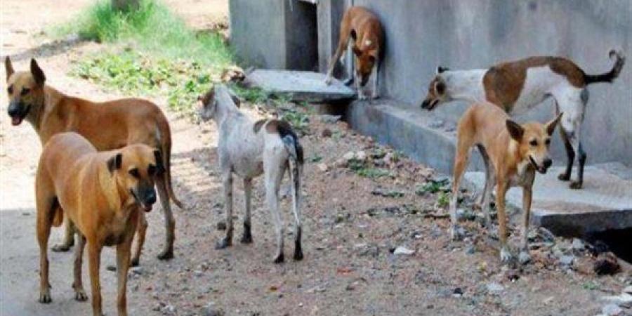 نجاة فتاة من موت محقق بعد هجوم كلاب ضالة عليها فجرا  ..  ووالدها يروي اللحظات المرعبة