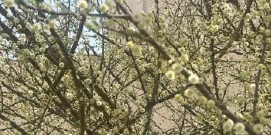 عسل «البرم».. ندرة وجودة إماراتية