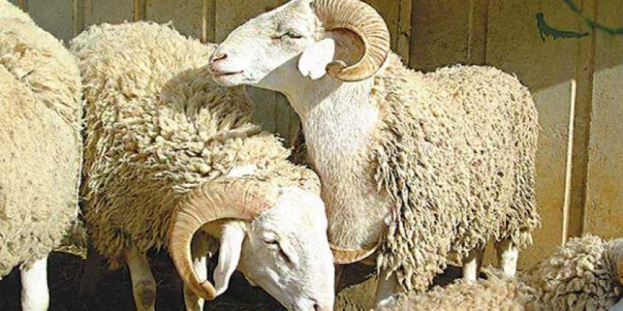 توقعات بتراجع أسعار أضاحي العيد..