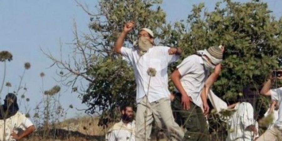 المستوطنون الصهاينة اعتدوا على قرية المغير برام الله في الضفة المحتلة