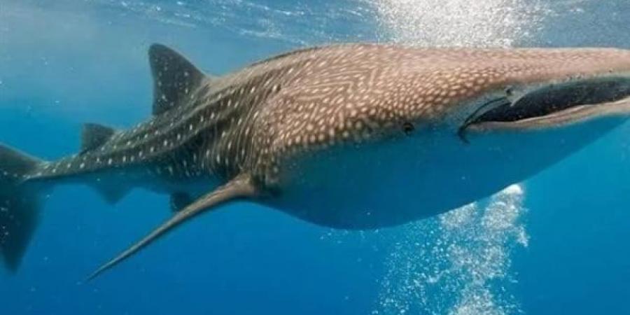 ظهور القرش الحوتى صديق الإنسان على شواطئ مدينة دهب 