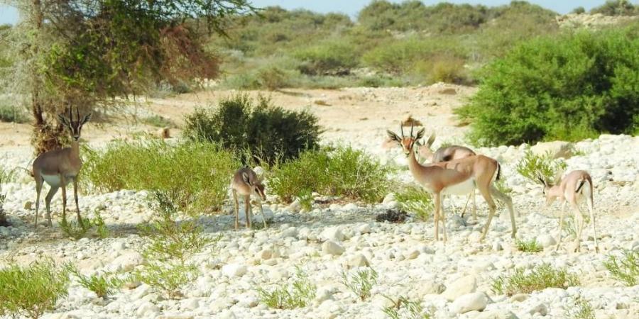 سلطنة عُمان الأولى عربيا والـ22 عالميا في مؤشر الدول الأقل تلوثا