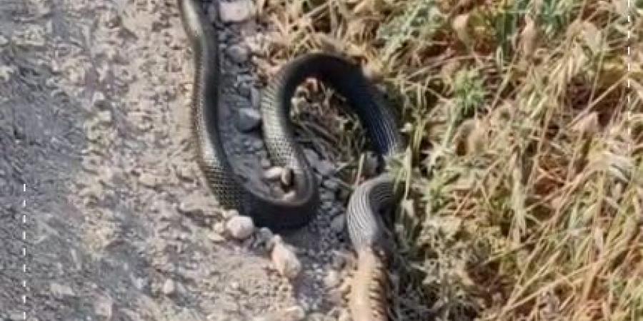 بالفيديو  ..  "حنيش" يبتلع أفعى فلسطين السامة  ..  و خبير أفاعي: لا تقتلوه ..  إنه حارسكم الخفي!